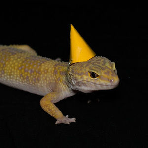 Meet your Posher, Carolyn